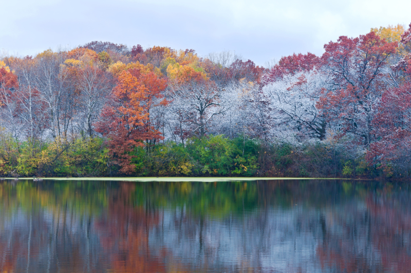 Amazing Fall Trees Top Five Trees for Amazing Fall Color - Sargent's Nursery