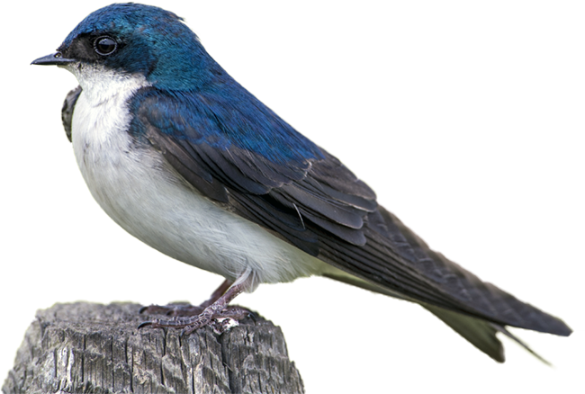 Male Tree Swallow