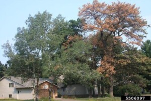 Oak Wilt damaged tree. Photo: Steven Katovich, USDA Forest Service, Bugwood.org
