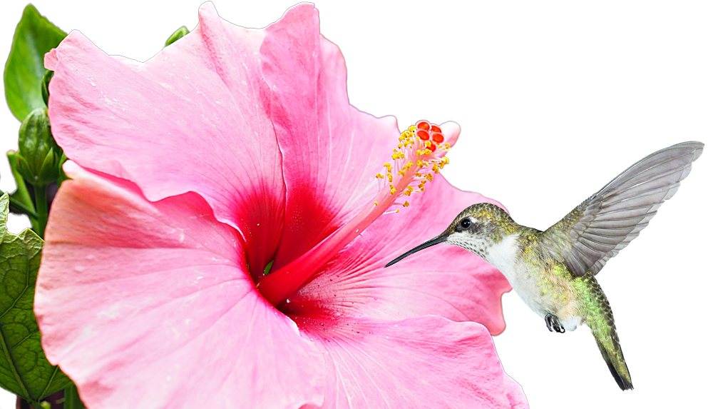 Hummingbird on Hibiscus Flower
