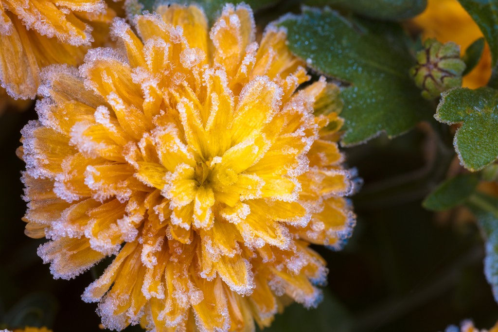 Beautiful frozen flowers covered with rime. Autumn winter floral