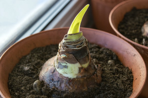 amaryllis bulb with new sprout