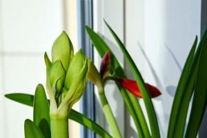 amaryllis before bloom