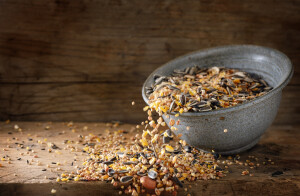 bird food for winter feeding, mixed seeds like sunflower, corn, millet and more are falling out of a bowl on a rustic wooden board, copy space, motion blur