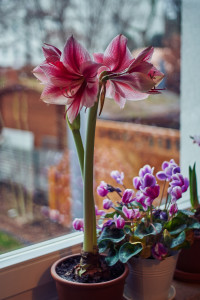 Hippeastrum on the window decorated for Christmas Advent