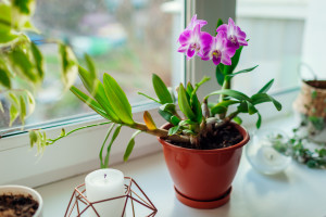 Dendrobium orchid. Home plats growing on window sill. Interior decor with flowers