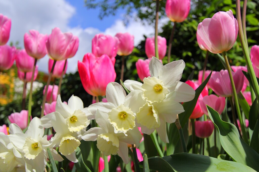 Narcisses et tulipes