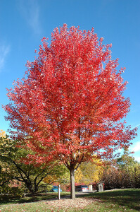 Autumn Blaze Maple-Fall Color-NetPS Plant Finder