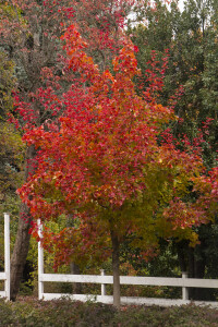 Autumn Blaze Maple-Monrovia
