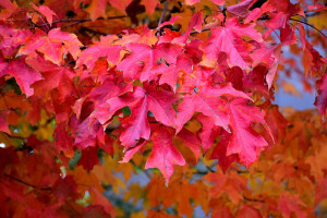 Fall Fiesta Sugar Maple-Fall Color-Closeup-NetPS Plant Finder
