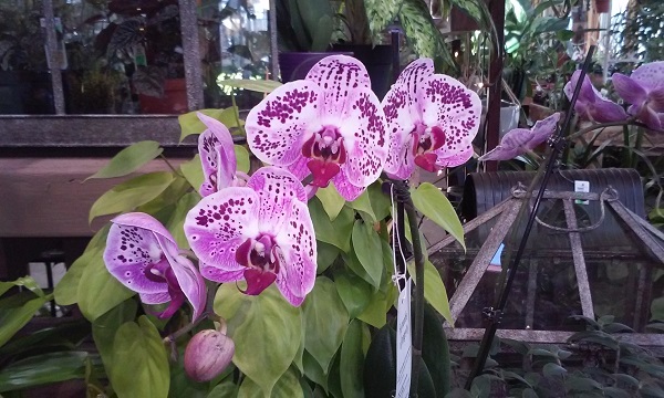 Orchid_web