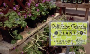 Provide for Pollinators