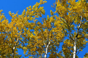 Quaking Aspen-U.S. Fish and Wildlife Service-Midwest Region-Fall Color