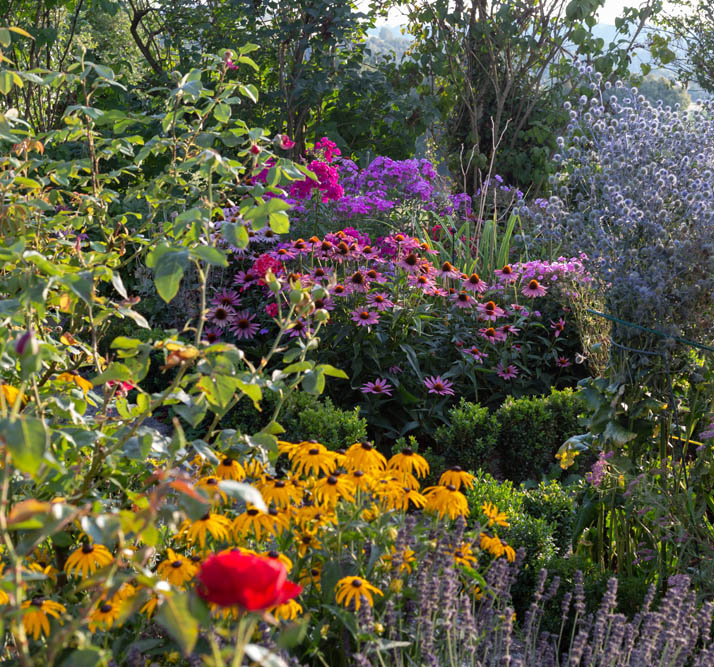 Native Plants Gallery 3