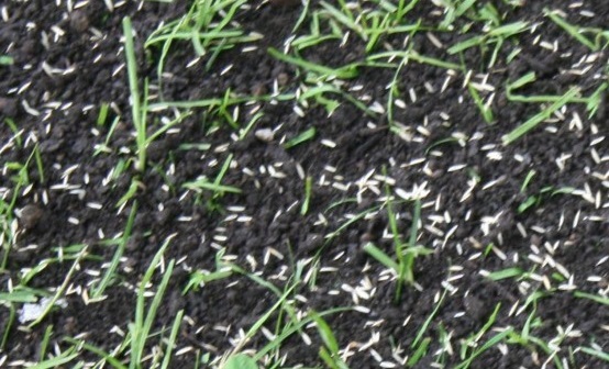 grass-seed-540