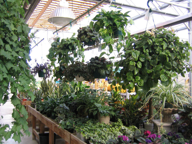 indoor-plants-7
