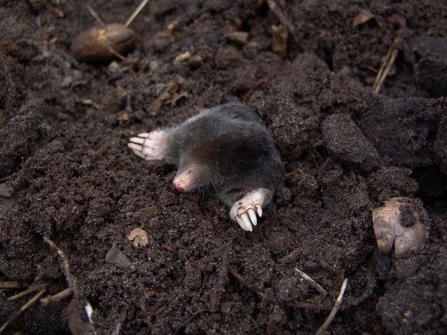 moles soil -640