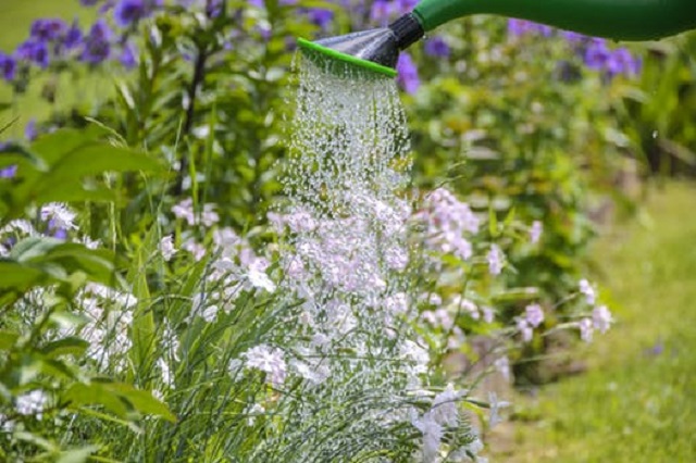watering-garden-work-the-sun-morning-640