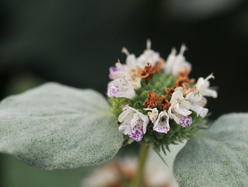 Closeup of short-toothed mountain mint flower