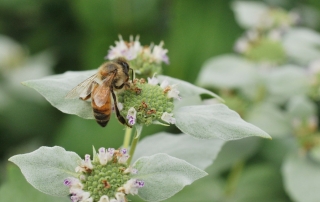 Pollinator on short toothed mountain mint