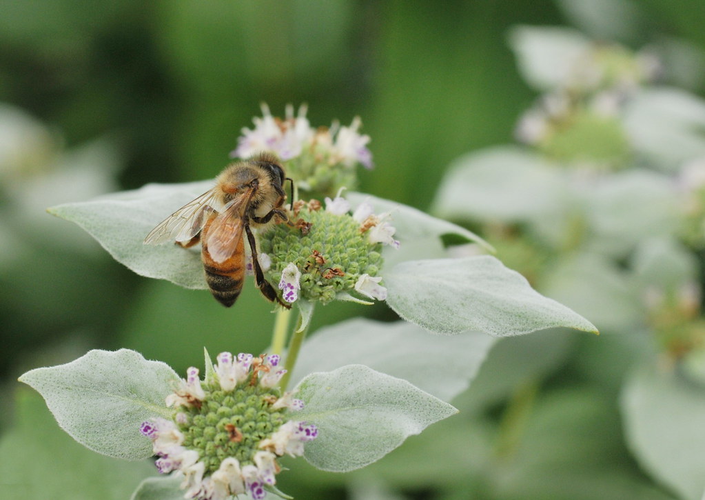 Pollinator on short toothed mountain mint