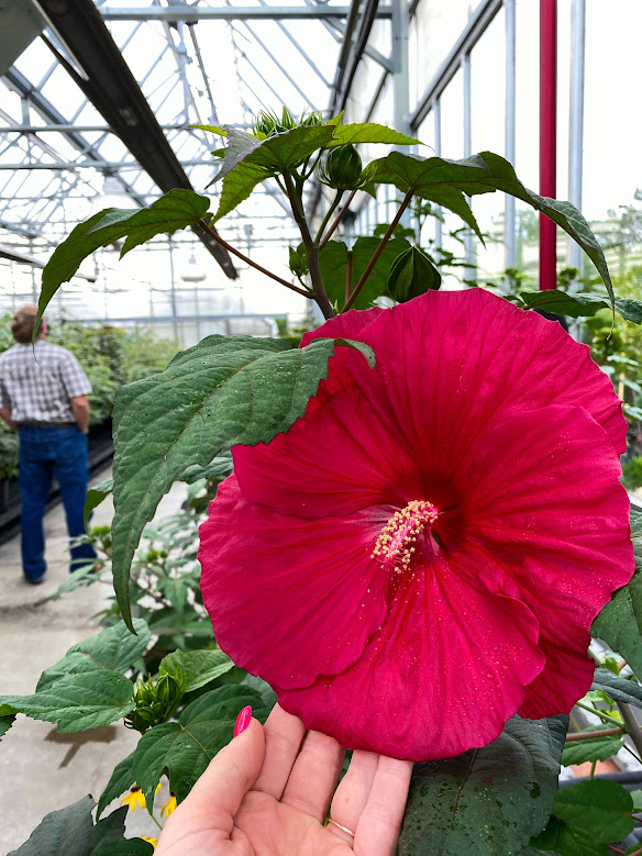 How to Plant and Grow Hardy Hibiscus