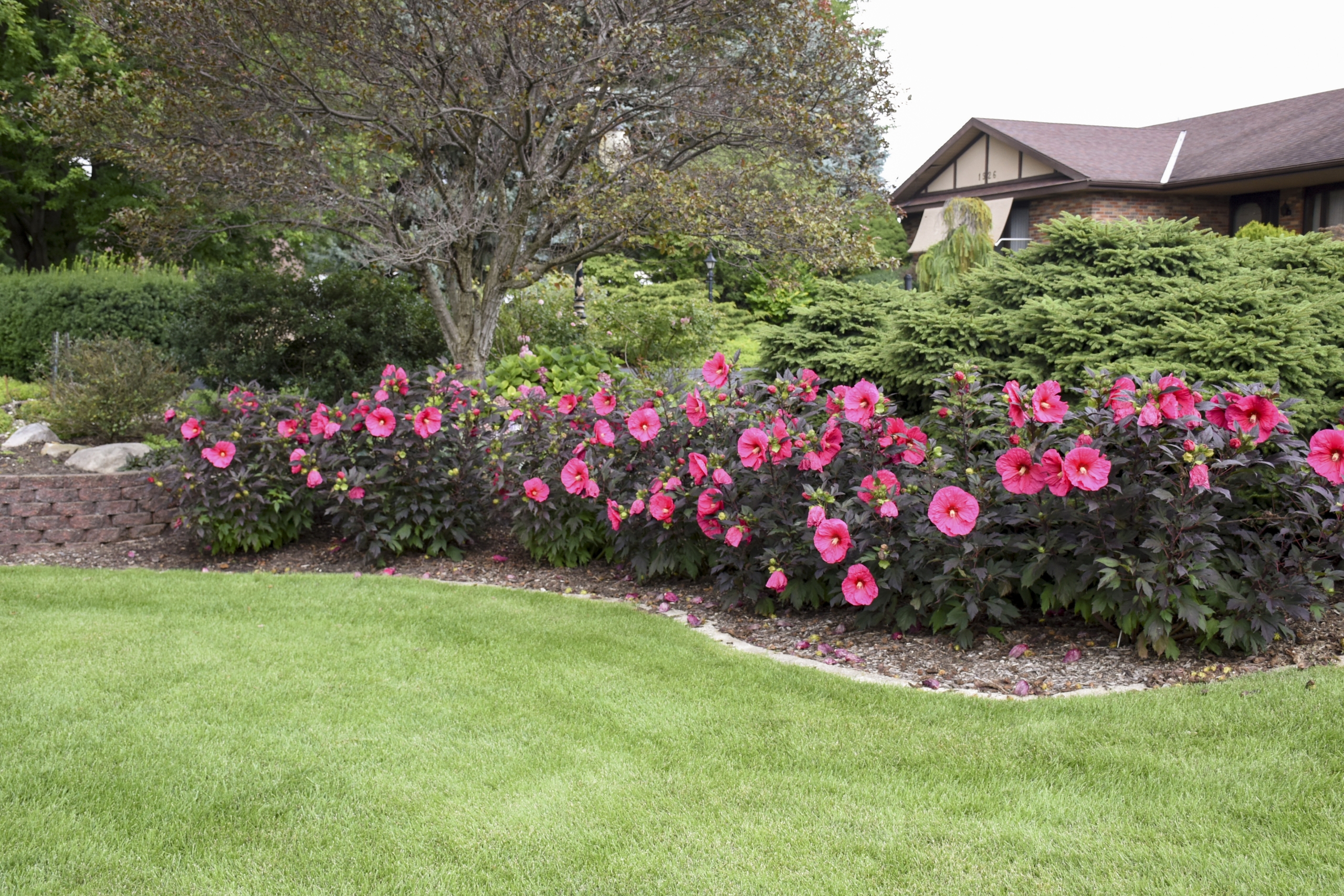 perennial hibiscus care tips  sargent's nursery