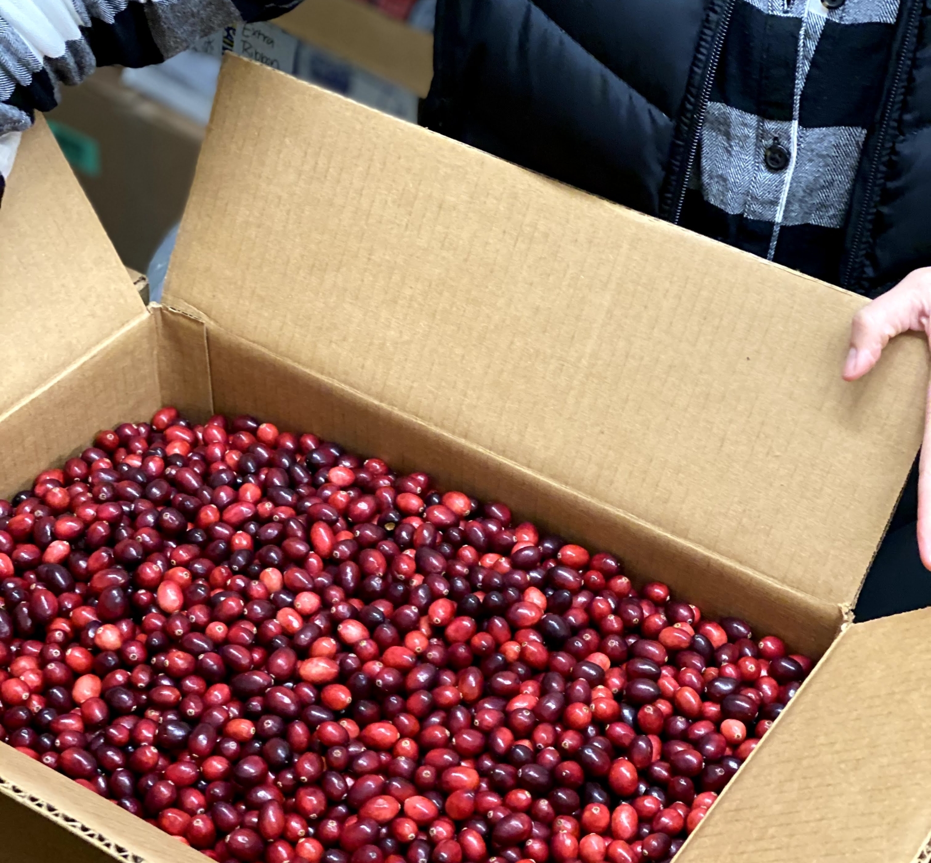 Packaging Fresh Cranberries for Sale