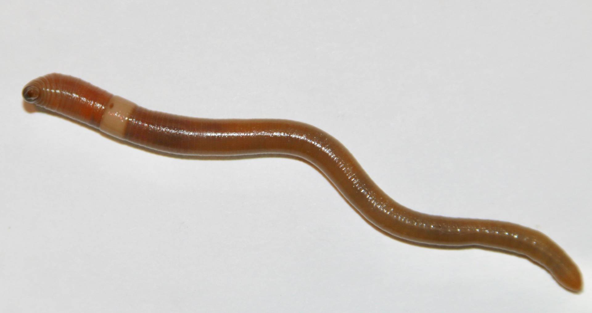 Why Jumping Worms are Bad and What You Can Do About It! Sargent's Nursery