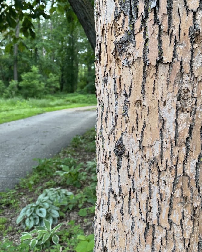 tree affected by emerald ash borer