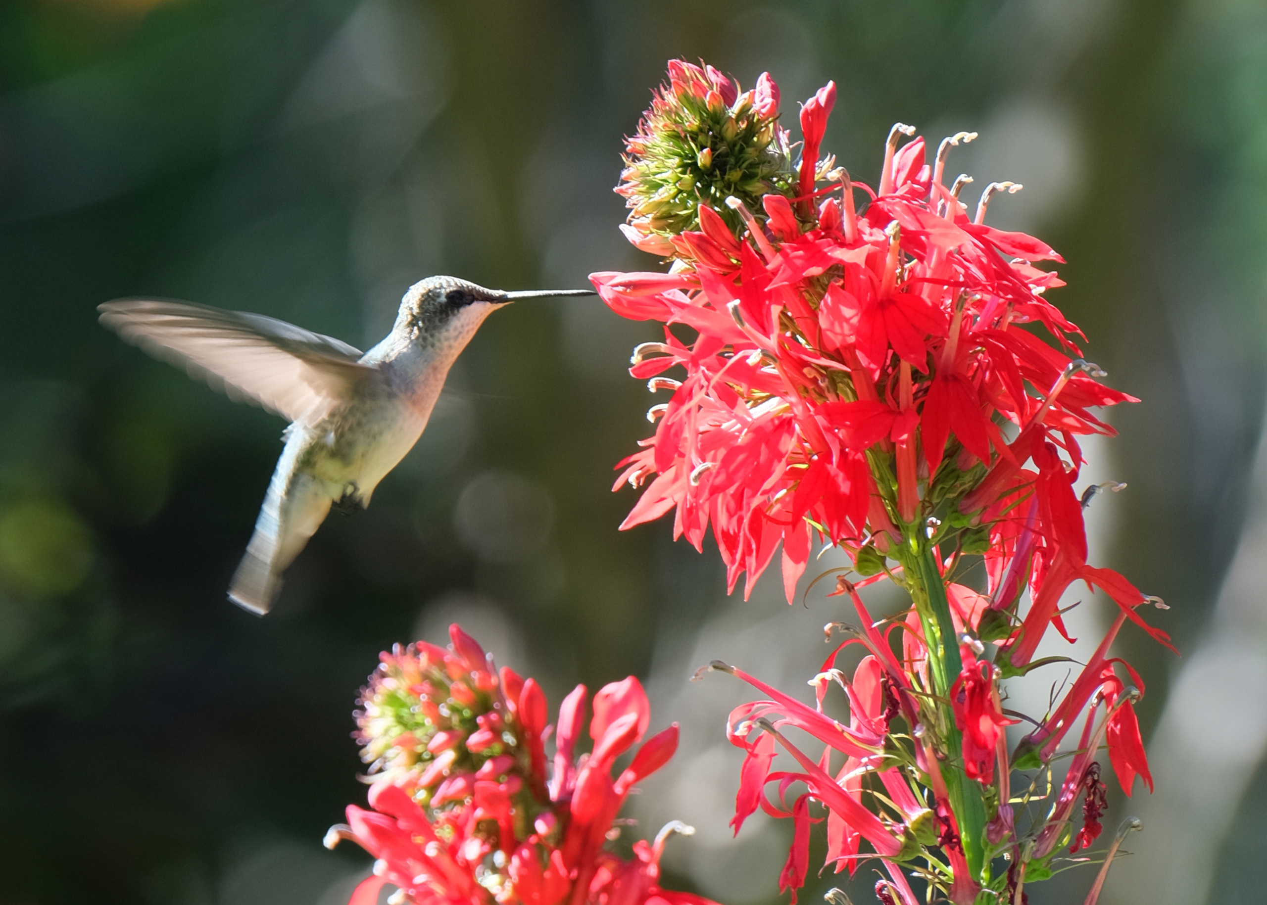 Hummingbird feeding on Cardinal Flower