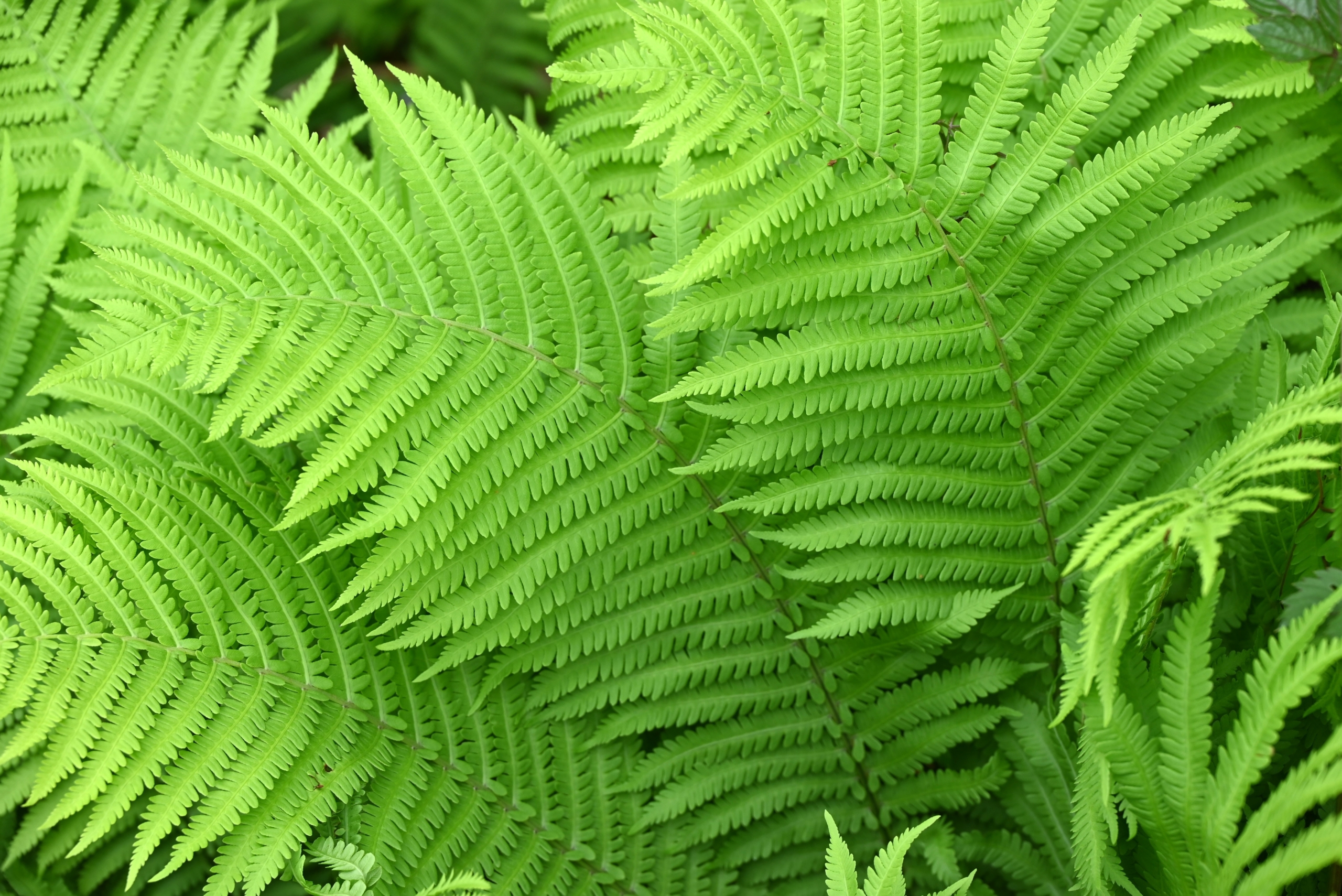 Ostrich Fern