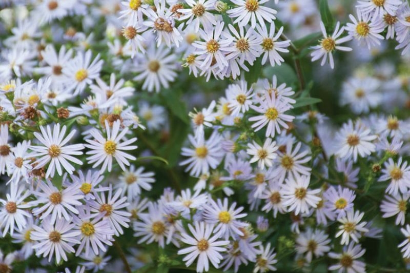 Crooked Stem Aster