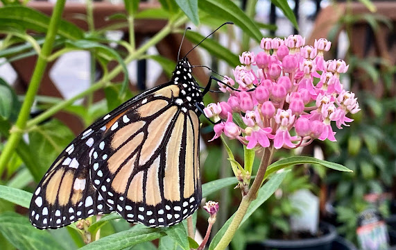 National Pollinator Month- Monarch on Asclepias