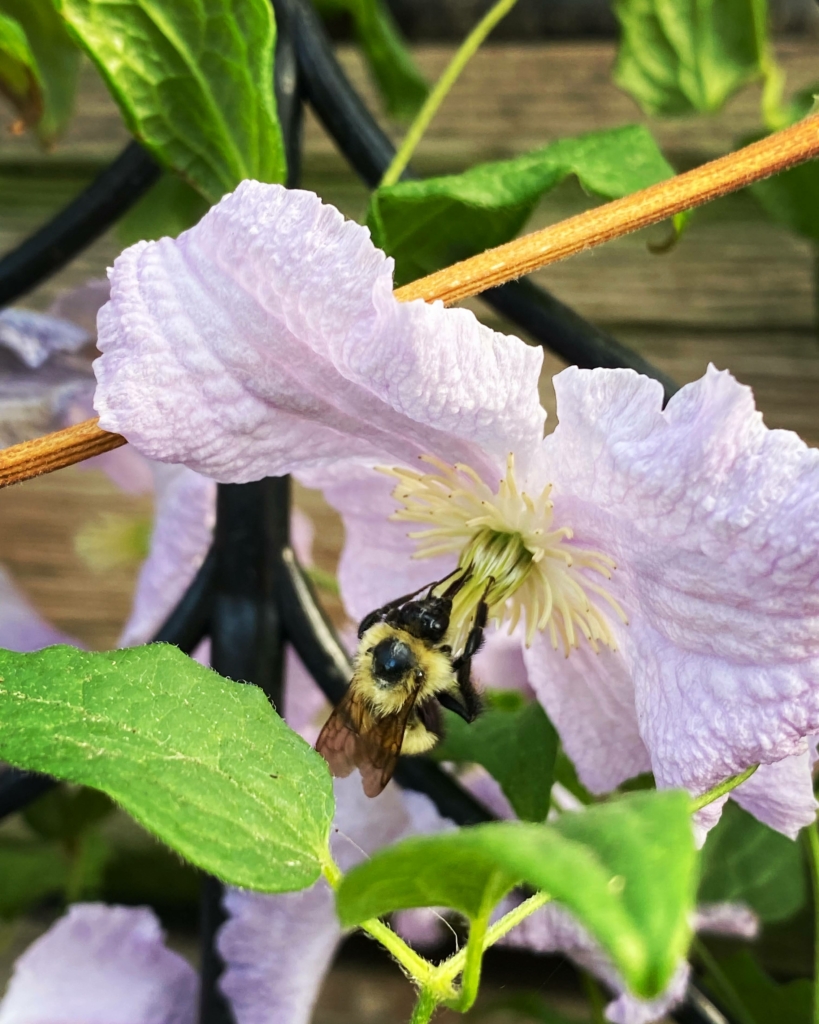 Bumblebee on clematis