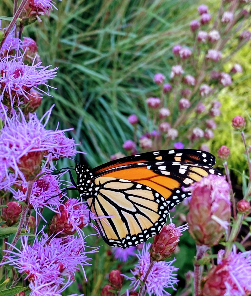 Monarch on liatris