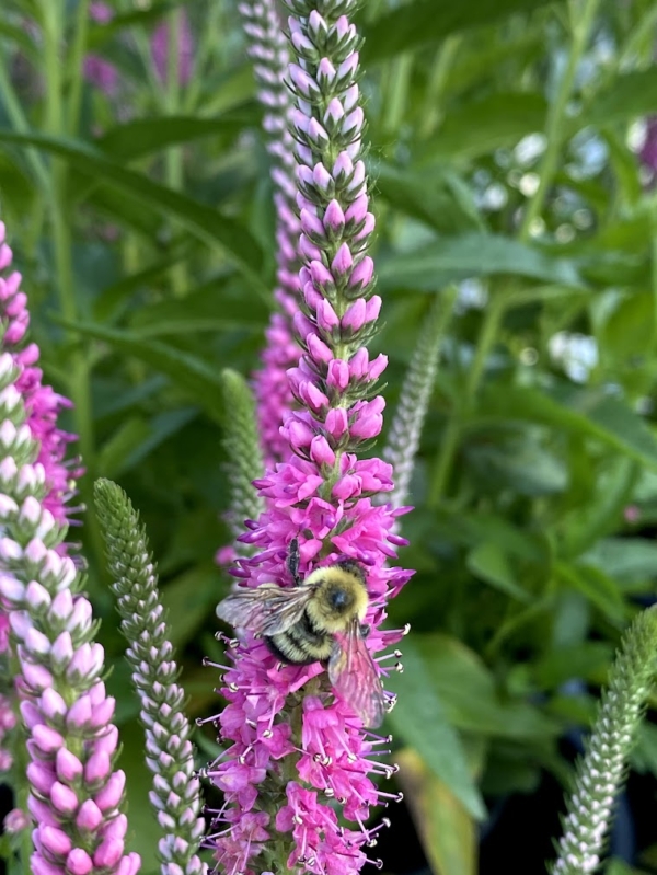 How to Plant a Pollinator Garden - Sargent's Nursery