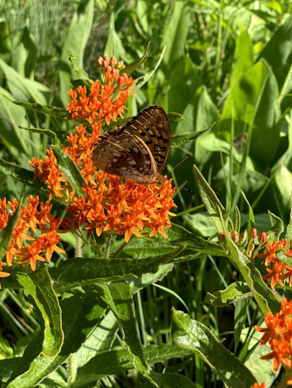 How to Plant a Pollinator Garden - Sargent's Nursery