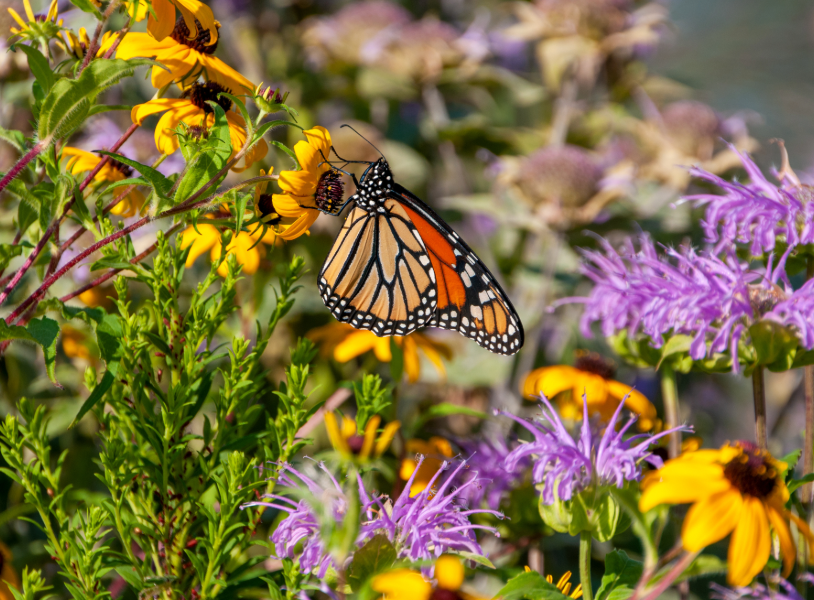 Monarch on Native plants