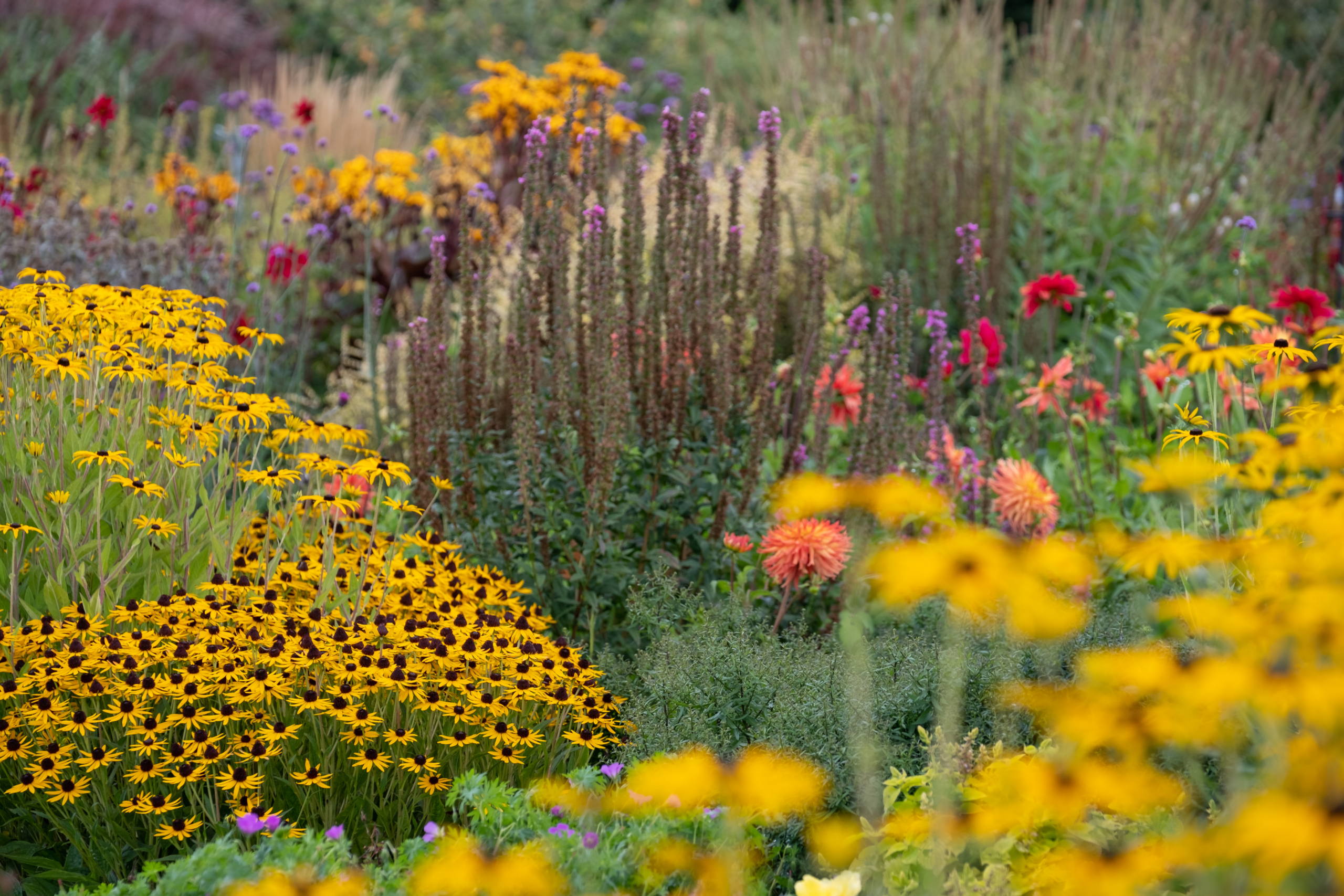 colorful perennial garden