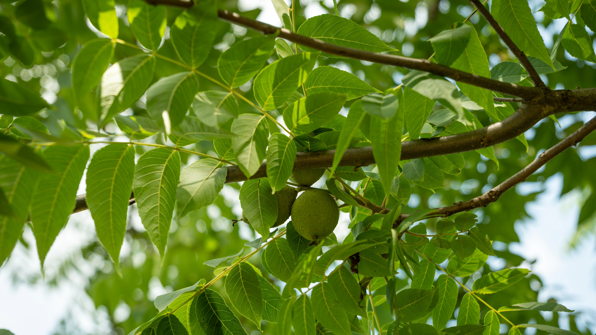 Black walnut tree